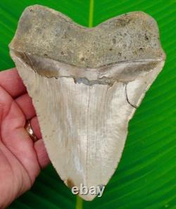 5.73 MEGALODON SHARK TOOTH Real Fossil No Restorations XL MASSIVE 14.6 ounces