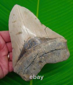 5.73 MEGALODON SHARK TOOTH Real Fossil No Restorations XL MASSIVE 14.6 ounces