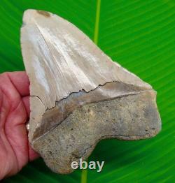 5.73 MEGALODON SHARK TOOTH Real Fossil No Restorations XL MASSIVE 14.6 ounces
