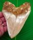 5.75 Megalodon Shark Tooth Real Fossil No Restorations