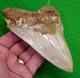 5.75 Megalodon Shark Tooth Real Fossil Xl Sharks Teeth No Restorations
