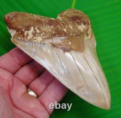 5.75 MEGALODON SHARK TOOTH Real Fossil XL Sharks Teeth No Restorations