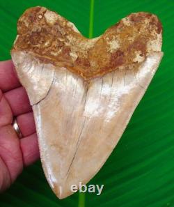 5.75 MEGALODON SHARK TOOTH Real Fossil XL Sharks Teeth No Restorations