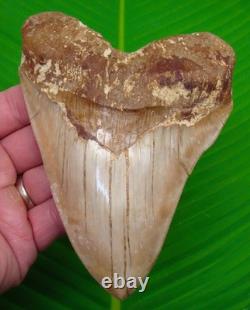 5.75 MEGALODON SHARK TOOTH Real Fossil XL Sharks Teeth No Restorations