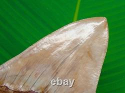5.75 MEGALODON SHARK TOOTH Real Fossil XL Sharks Teeth No Restorations