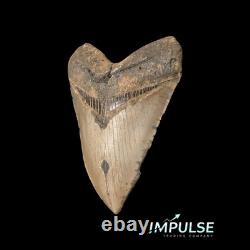 5.75 Megalodon Shark Tooth Fossil NC Coast Find, Sharp Serrations, Enamel