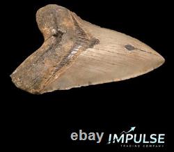 5.75 Megalodon Shark Tooth Fossil NC Coast Find, Sharp Serrations, Enamel