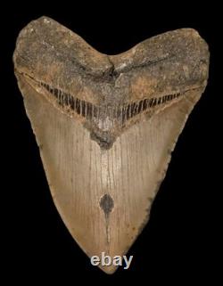 5.75 Megalodon Shark Tooth Fossil NC Coast Find, Sharp Serrations, Enamel