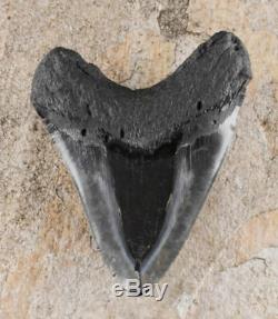 5.75 inch Megalodon FOSSIL SHARK TOOTH from South Carolina, USA 19161