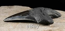 5.75 inch Megalodon FOSSIL SHARK TOOTH from South Carolina, USA 19161