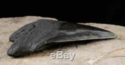 5.75 inch Megalodon FOSSIL SHARK TOOTH from South Carolina, USA 19161