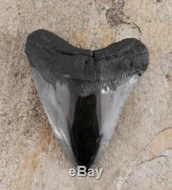 5.75 inch Megalodon FOSSIL SHARK TOOTH from South Carolina, USA 19161