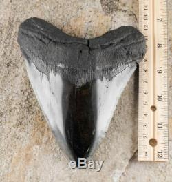 5.75 inch Megalodon FOSSIL SHARK TOOTH from South Carolina, USA 19161