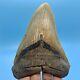 5.78 Huge Megalodon Shark Tooth Massive Meg- No Restoration Or Repair
