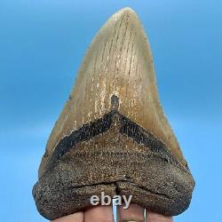 5.78 Huge Megalodon Shark Tooth Massive Meg- No Restoration or Repair