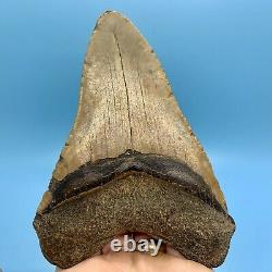 5.78 Huge Megalodon Shark Tooth Massive Meg- No Restoration or Repair