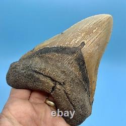 5.78 Huge Megalodon Shark Tooth Massive Meg- No Restoration or Repair
