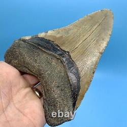 5.78 Huge Megalodon Shark Tooth Massive Meg- No Restoration or Repair