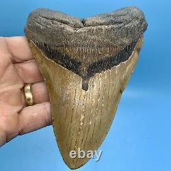 5.78 Huge Megalodon Shark Tooth Massive Meg- No Restoration or Repair