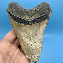 5.78 Huge Megalodon Shark Tooth Massive Meg- No Restoration or Repair