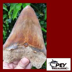 5.79 Indonesian Megalodon Shark Tooth 100% NATURAL / #91