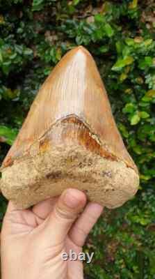 5.79 Indonesian Megalodon Shark Tooth 100% NATURAL / #91