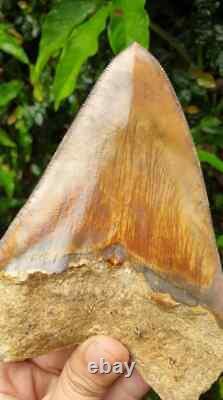 5.79 Indonesian Megalodon Shark Tooth 100% NATURAL / #91