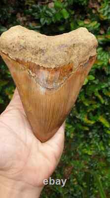 5.79 Indonesian Megalodon Shark Tooth 100% NATURAL / #91
