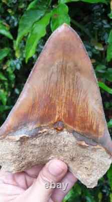 5.79 Indonesian Megalodon Shark Tooth 100% NATURAL / #91