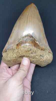 5.79 Indonesian Megalodon Shark Tooth 100% NATURAL / #91