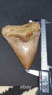 5.79 Indonesian Megalodon Shark Tooth 100% NATURAL / #91