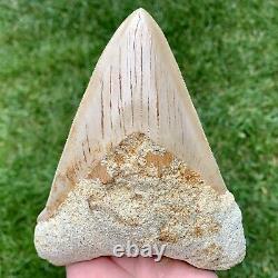 5.79 Indonesian Megalodon Shark Tooth No Reserve Auction West Java Meg