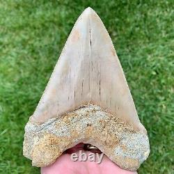 5.79 Indonesian Megalodon Shark Tooth No Reserve Auction West Java Meg