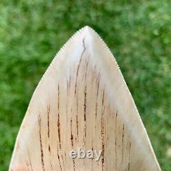 5.79 Indonesian Megalodon Shark Tooth No Reserve Auction West Java Meg