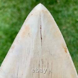 5.79 Indonesian Megalodon Shark Tooth No Reserve Auction West Java Meg