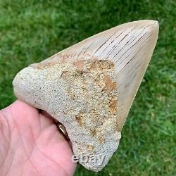 5.79 Indonesian Megalodon Shark Tooth No Reserve Auction West Java Meg