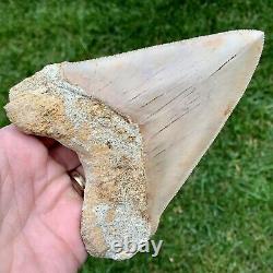 5.79 Indonesian Megalodon Shark Tooth No Reserve Auction West Java Meg