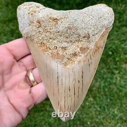 5.79 Indonesian Megalodon Shark Tooth No Reserve Auction West Java Meg