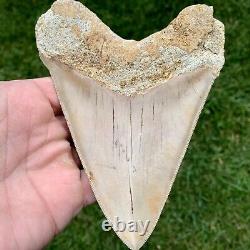 5.79 Indonesian Megalodon Shark Tooth No Reserve Auction West Java Meg