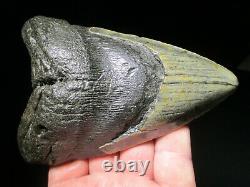 5-7/16 MEGALODON SHARK TOOTH FOSSIL HUGE North Carolina Monster Teeth HEAVY