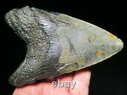 5-7/16 MEGALODON SHARK TOOTH FOSSIL HUGE North Carolina Monster Teeth HEAVY