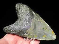 5-7/16 MEGALODON SHARK TOOTH FOSSIL HUGE North Carolina Monster Teeth HEAVY