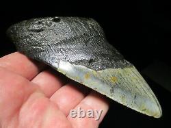 5-7/16 MEGALODON SHARK TOOTH FOSSIL HUGE North Carolina Monster Teeth HEAVY