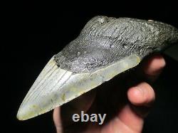 5-7/16 MEGALODON SHARK TOOTH FOSSIL HUGE North Carolina Monster Teeth HEAVY