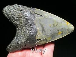 5-7/16 MEGALODON SHARK TOOTH FOSSIL HUGE North Carolina Monster Teeth HEAVY