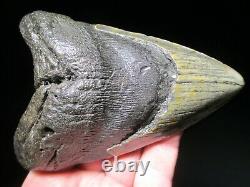 5-7/16 MEGALODON SHARK TOOTH FOSSIL HUGE North Carolina Monster Teeth HEAVY