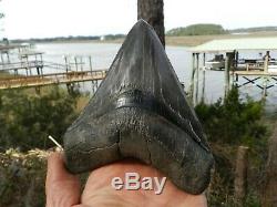 5 7/8 Inch Tooth Megalodon Shark Authentic Looks 6 Nice Bourlette. 85 Pounds