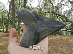 5 7/8 Inch Tooth Megalodon Shark Authentic Looks 6 Nice Bourlette. 85 Pounds