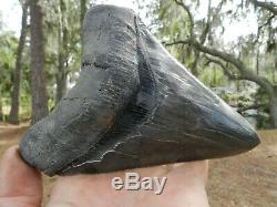 5 7/8 Inch Tooth Megalodon Shark Authentic Looks 6 Nice Bourlette. 85 Pounds