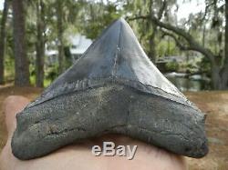 5 7/8 Inch Tooth Megalodon Shark Authentic Looks 6 Nice Bourlette. 85 Pounds